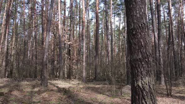 Trees in a Pine Forest During the Day Aerial View