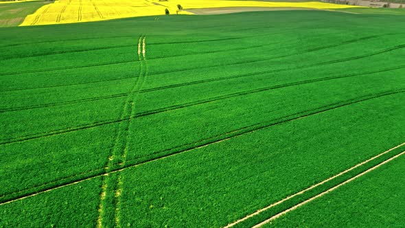 Green field in spring. Agriculture in Poland.