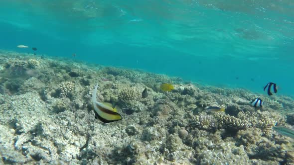 Pennant Coralfish or Bannerfish in the Red Sea  Egypt