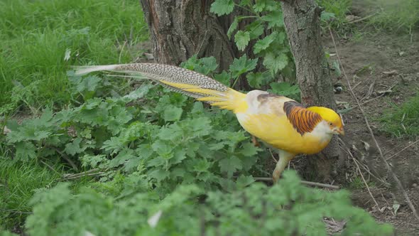 Golden Pheasant or Chinese Pheasant or Rainbow Pheasant. Chrysolophus Pictus Var. Yellow