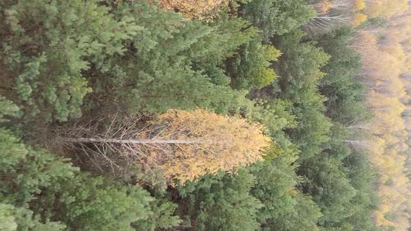 Vertical Video of an Autumn Forest During the Day in Ukraine