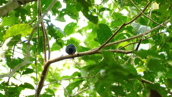 Bird sitting on tree branch sings chirps in forest