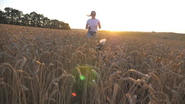 Close Up of Young Siberian Husky Pulling the Leash During Jogging on Golden Wheat Field at Sunset