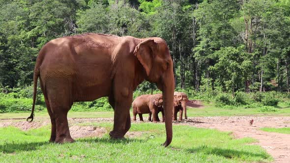 Large Elephant standing on the grass with his friends behind him.