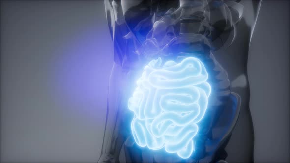 Human Small Intestine Radiology Exam alt