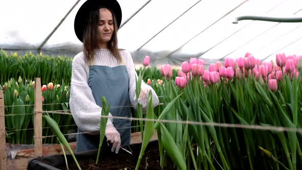 A Brunette Florist Girl Works in a Hat Cuts Pink Tulips in a Greenhouse for Sale