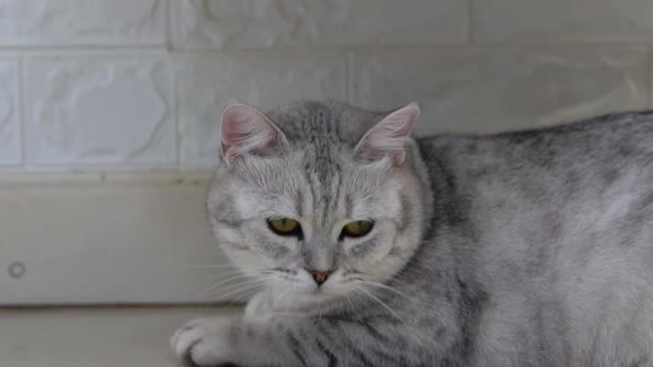 Cute Fat Scottish Cat Lying And Looking On Floor