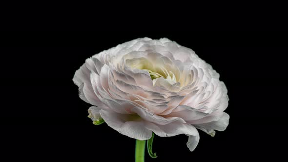 Time Lapse of Opening Red Flower Buttercup on a Black Background