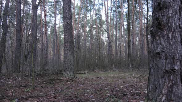 Trees in a Pine Forest During the Day Aerial View