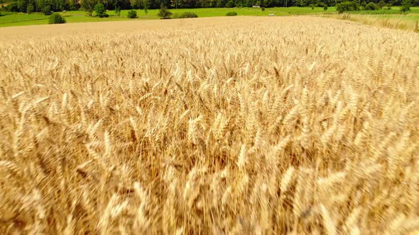 flying over golden ripe fields of barley