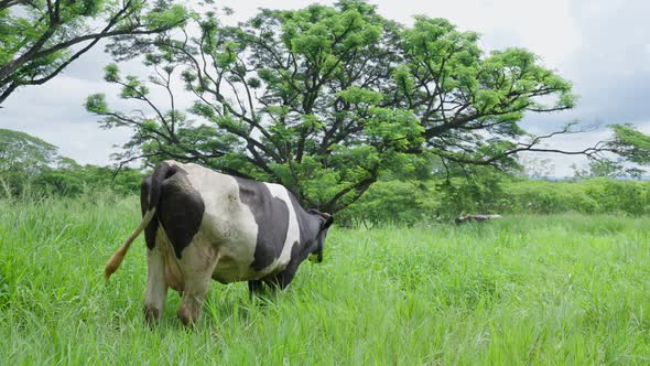 Herd of dairy cows eat organic grass in green meadow pasture field. Agricultural farmer concept.