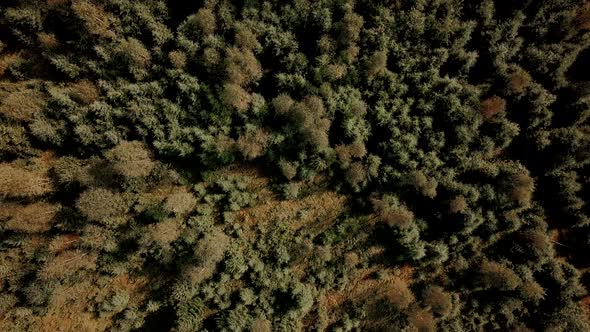 Aerial of Flying Over a Beautiful Green Forest in a Mountains Landscape, Top View