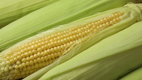 Fresh corn on the cob kernels close up 