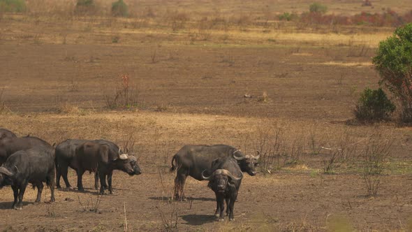 Buffalo herd in Masai Mara