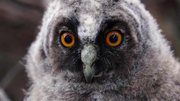 Owl Looks with a Glance in the Distance Looking Out for Prey. Close Up