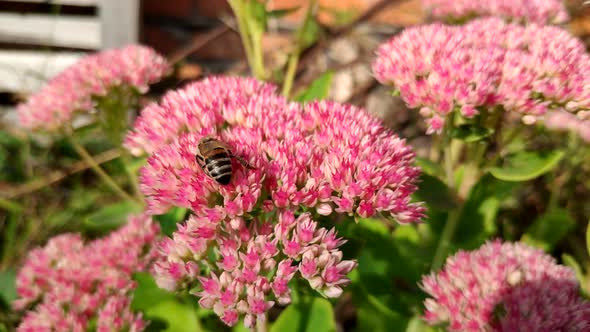 The Bee Collects Pollen From Flowers