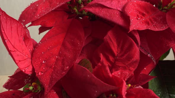 Poinsettia. Christmas flower. Shooting in motion.