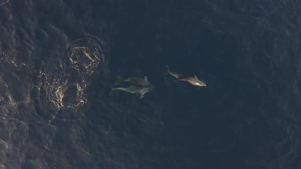 Aerial view group of dolphins swimming at Adriatic sea, Croatia.