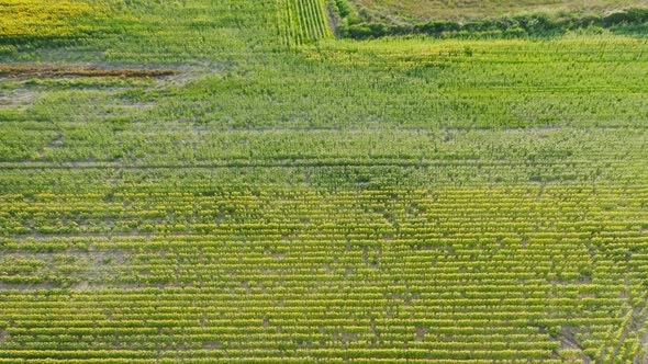 Tilt up reveal of sunflower fields in Emporda Catalonia. Spanish agricultural countryside. Catalunya