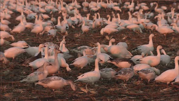 medium shot of snow geese feeding in field