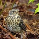 Nestling Fledgling Fell Out of the Nest in the Spring - VideoHive Item for Sale