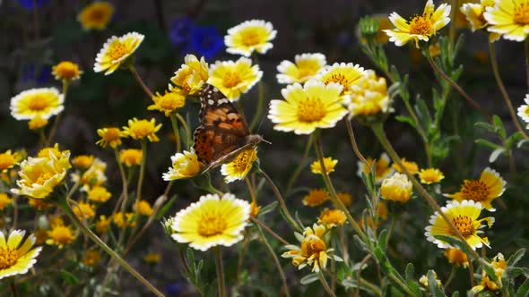 A painted lady butterfly flying in slow motion feeding on nectar and pollinating yellow wild flowers
