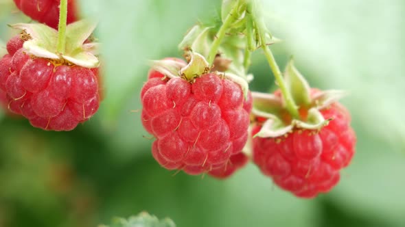 Close-Up of Ripe Raspberries Hanging on a Branch on a Bright Sunny Day