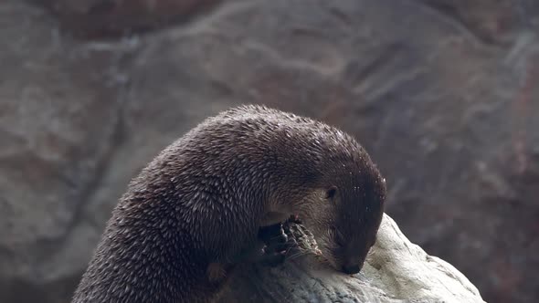 River Otter eating food on top of log