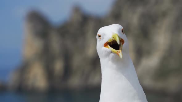 Funny Gull Looks Into the Camera and Opens the Key Shouts