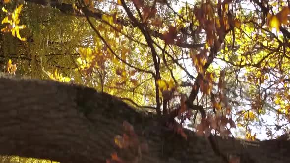 Vertical Video of a Forest Landscape on an Autumn Day in Ukraine