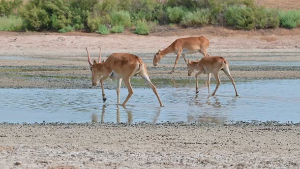 Wild Saiga Antelope or Saiga Tatarica Drinks in Steppe