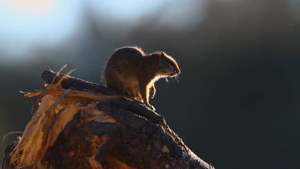 Smith bush squirrel in Kruger National park, South Africa