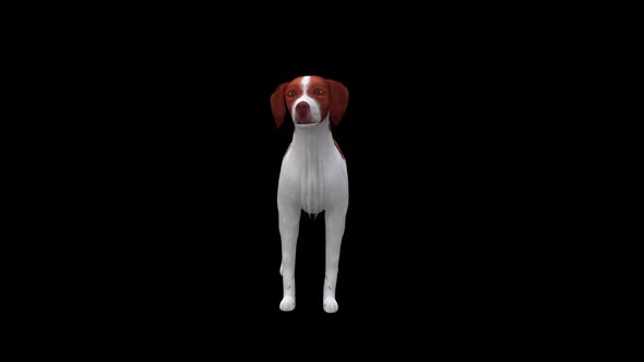 Brittany Dog Idle Front View alt