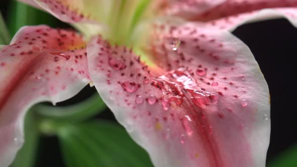 Dew drop on flower lily, Slow Motion