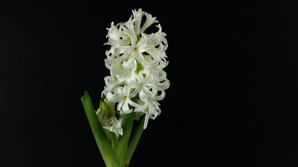 Rotation of a spring flower on a black background. White hyacinth flower rotates 360