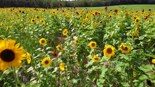 Field of Sunflowers