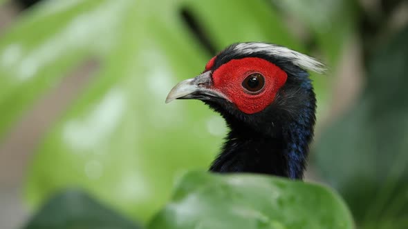 View of and Edwards's Pheasant face up close