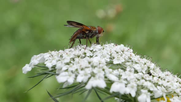 Orange fly resting on white flower in nature during pollen season.Macro shot.