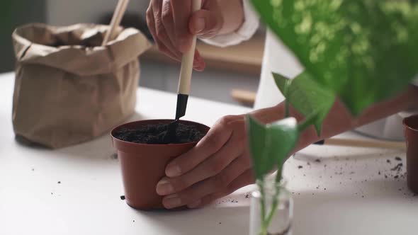 Flowerpot Sprouts Transplanted In Pot At Home On Table. Young Green Seedling Is Grown In Kitchen