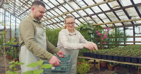 Greenhouse  Woman Takes Out Small Pots of Plants From a Large Box Held By a Man
