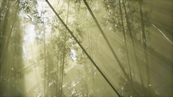 Asian Bamboo Forest with Morning Fog Weather alt