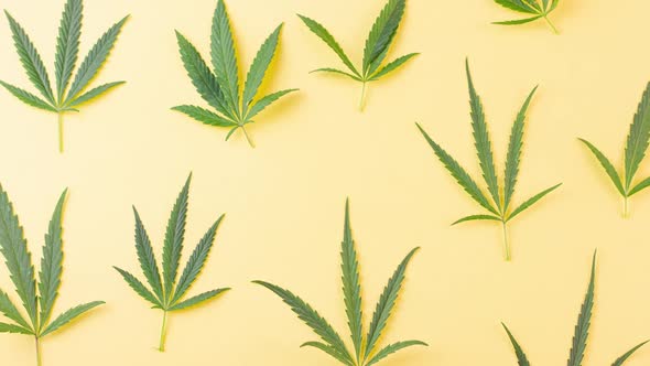 Variety of Beautiful Green Young Cannabis Leaves Lie Pastel Yellow Background