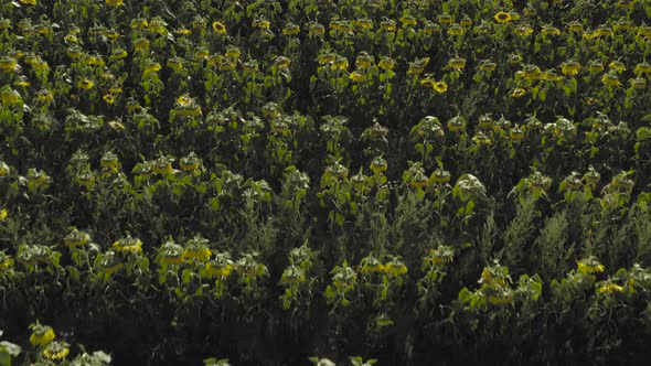 Large Sunflowers growing in rows. sweeping aerial top down shot