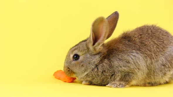 Little Fluffy Brown Rabbit Eating a Young Fresh Orange Carrot on a Yellow Pastel Background