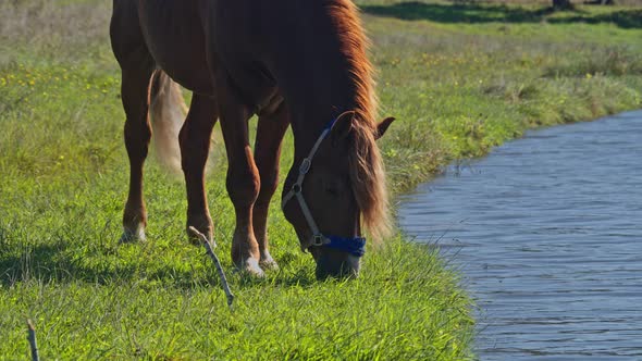 Beautiful Horse is Eating Grass