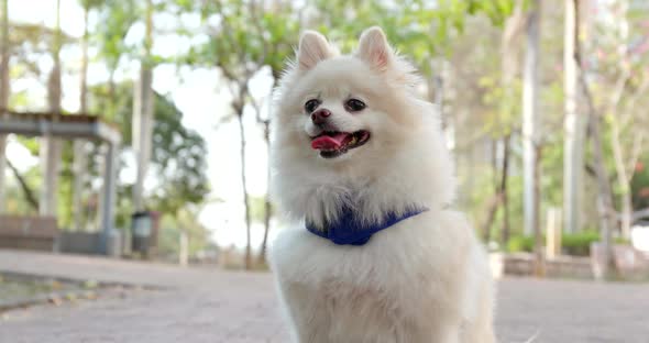 White pomeranian at outdoor street