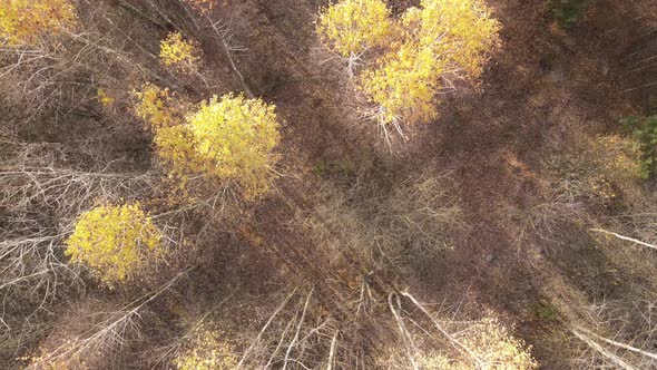 Beautiful Forest with Trees in an Autumn Day