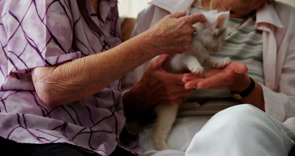 Senior women stroking kitten on armchair at retirement home 4k