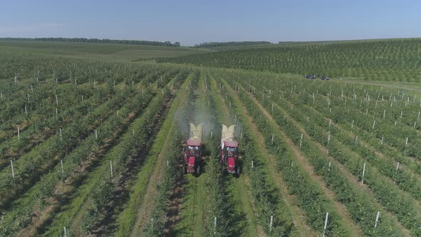 Aerial view of tractors sprinkling on an apple plantation