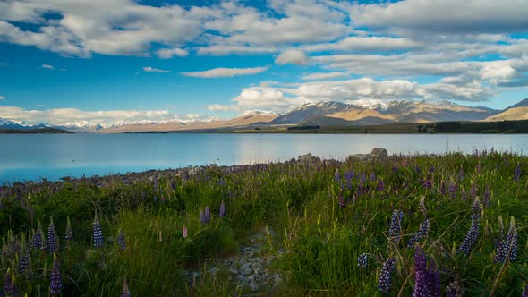 Tekapo Lakeside Landscape from New Zealand